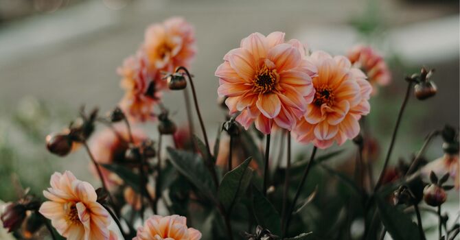 Sports and Work Physicals