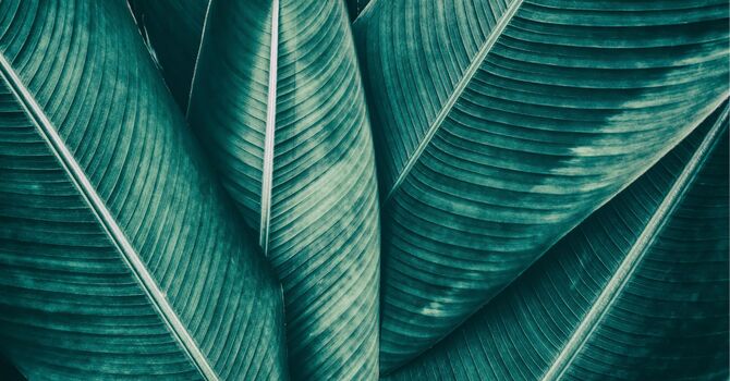 Primary Care/ Women's Health